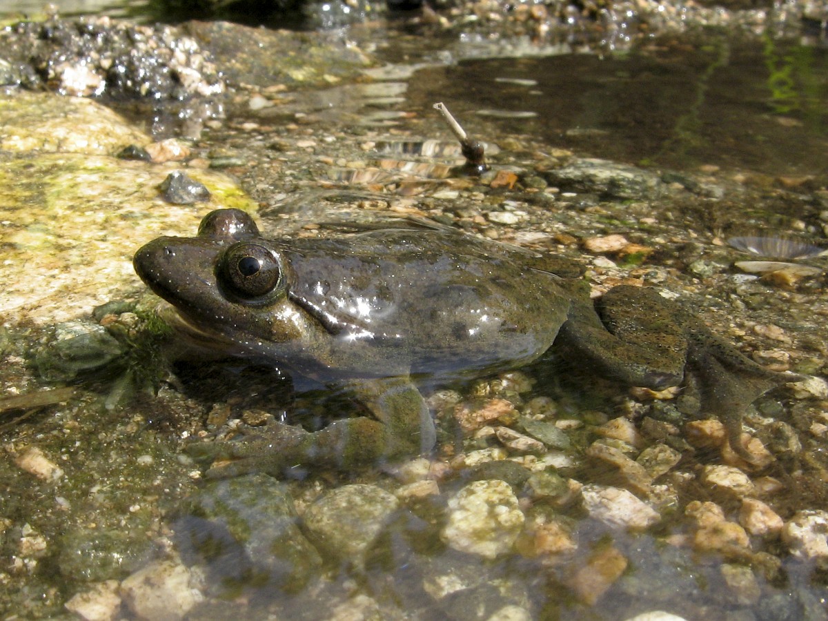 Discoglossus sardus, Tyrrhenian Painted Frog
